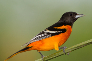 oriole